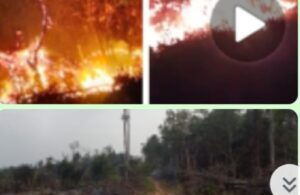 Area Konsesi Perusahaan HTI PT Lahan Cakrawala Manggala Pinoh Selatan Terbakar, Tak Tahu Sebab dan Sumber Api, Siapa yang Bertanggung Jawab?