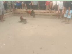 Beredar Informasi Diduga Kuat Ada Bekingan dari Oknum APH , Aktivitas Perjudian Sabung Ayam di Merano Sintang Disorot Kuat