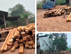Diduga Sawmill Milik Pak Eko Mantan Anggota Polres Melawi di Sidomulyo Kabupaten Melawi Menumpuk Timbunan Kayu, Asal-usul Dipertanyakan !!