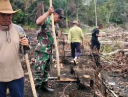 Turun ke Ladang, Babinsa Batang Lupar Tanam Padi Bersama Warga, Hidupkan Semangat Gotong Royong