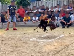 Viral Vidio Judi Sabung Ayam di Sibau Hulu Beredar, Diduga Nama Apolo Pengurus Partai (PSI) Kapuas Hulu Disebut Sebagai Pemilik Lokasi, APH Diminta Klarifikasi