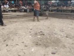 Perjudian Sabung Ayam di Kelansam Sintang Diduga Bebas Beroperasi, Dugaan Keterlibatan Oknum Polsek Binjai Hulu Mencuat