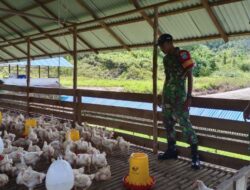 Dorong Ketahanan Pangan, Babinsa Badau Kopda Dwi Apriyanto Sambangi Kandang Ayam Warga di Desa Janting