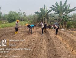 Dukung Ketahanan Pangan, Polsek Nanga Pinoh Polres Melawi Bersama Kelompok Tani Tanam Jagung Hibrida
