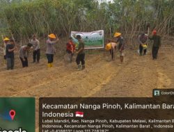 Kapolsek Nanga Pinoh Pimpin Penanaman Jagung Hibrida Seluas 2 Hektare, Dukung Ketahanan Pangan Pemerintah